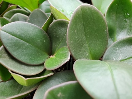 Red Edge Peperomia - Image 2