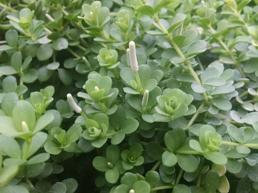 Peperomia deppeana with petite mid-green oval leaves by Studley Flower Gardens