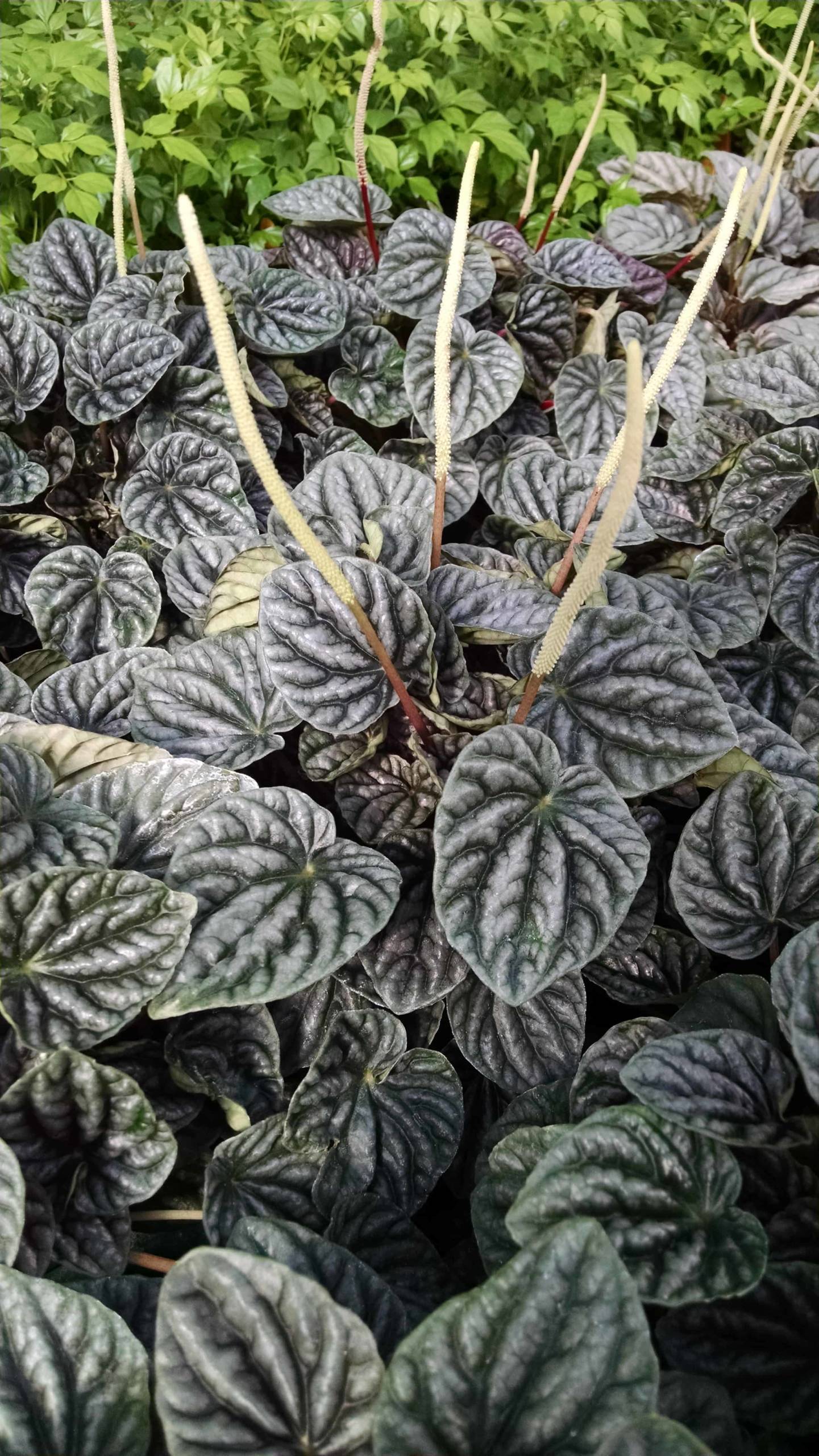 Silver Ripple Peperomia - Image 2
