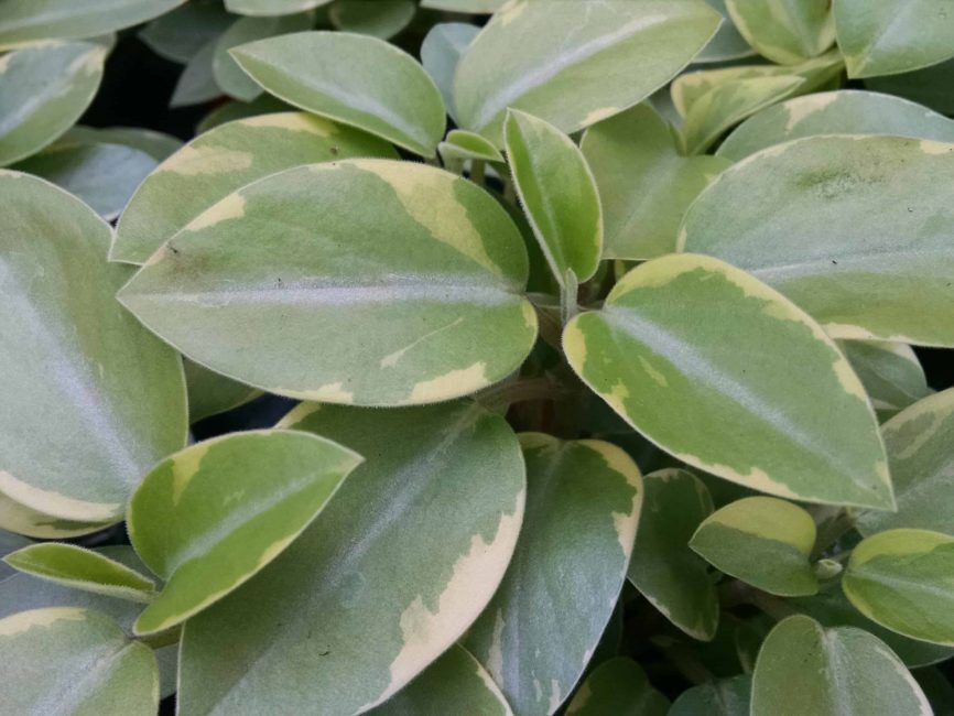 variegated teardrop peperomia detail image