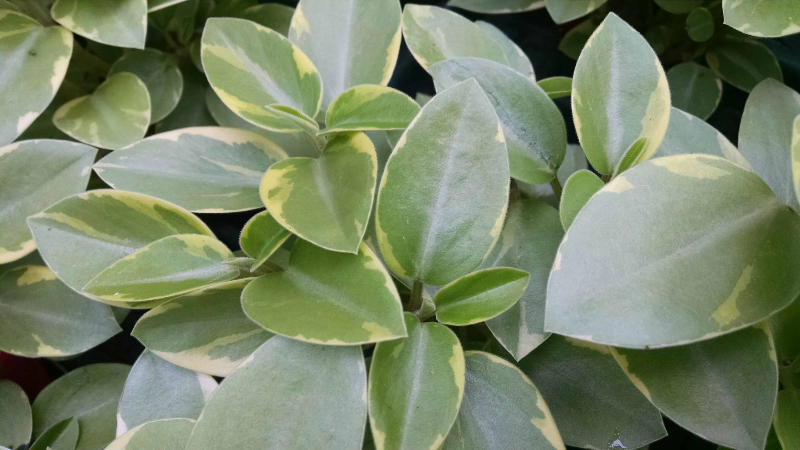 Variegated Teardrop Peperomia - Image 2
