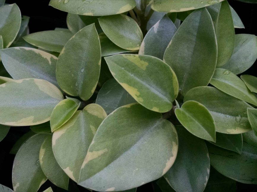 Variegated teardrop peperomia with scaled leaves by Studley Flower Gardens