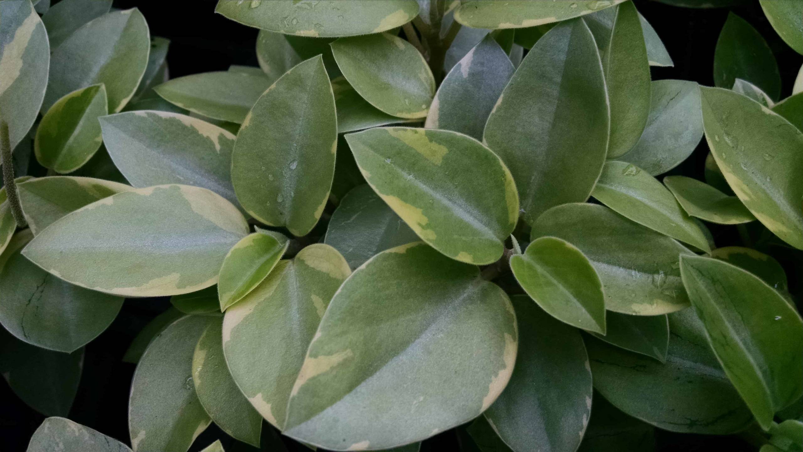 Variegated Teardrop Peperomia - Image 3
