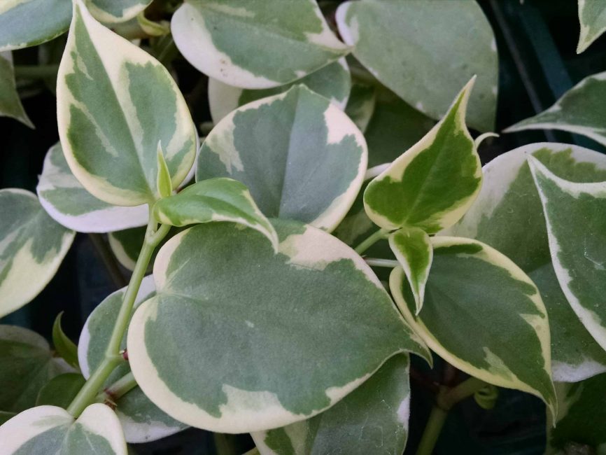 Variegated trailing peperomia with bicolor heart-shaped leaves by Studley Flower Gardens