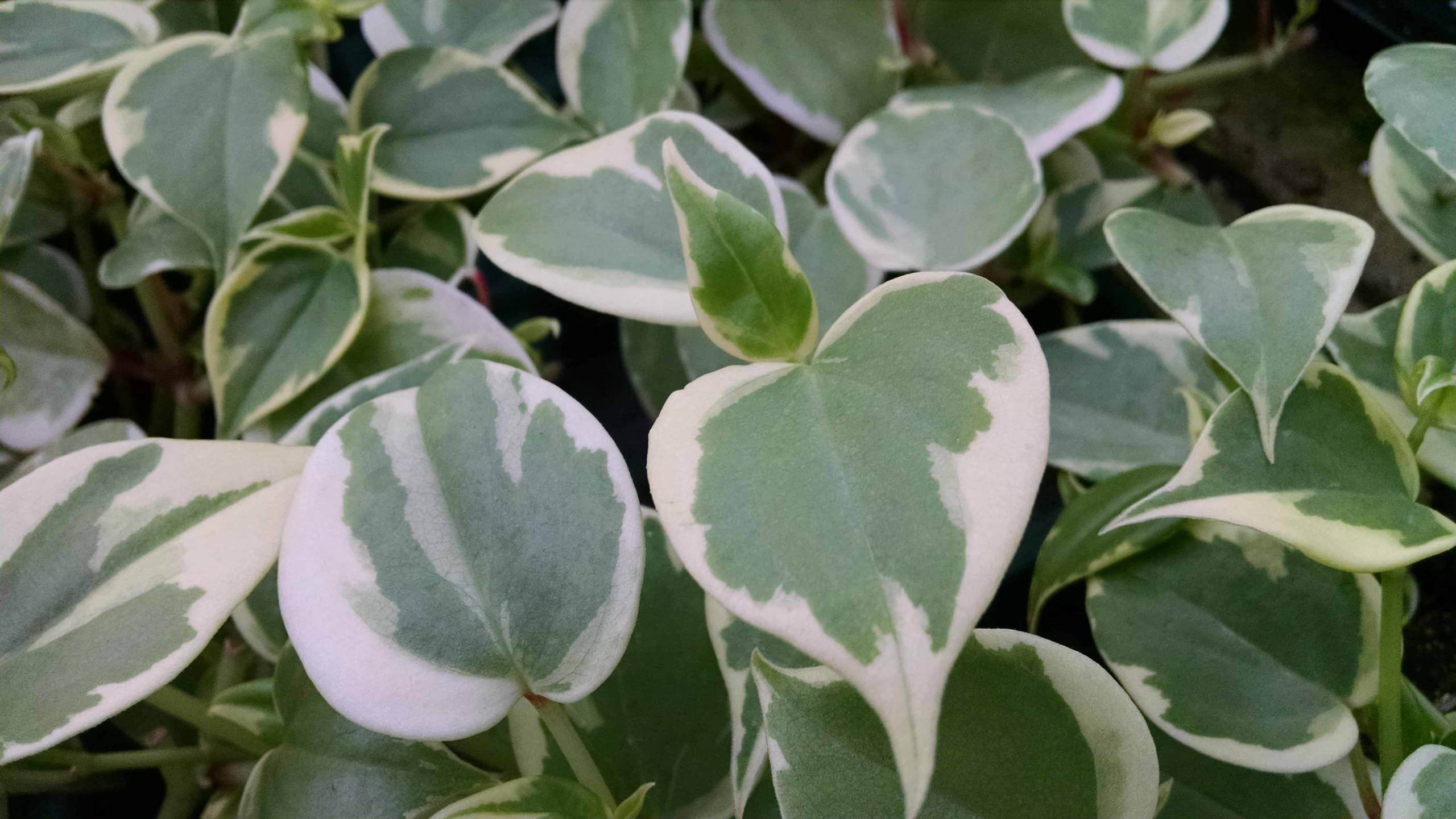 Variegated Trailing Peperomia - Image 2