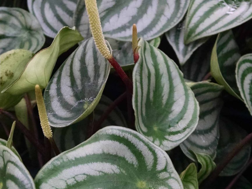 watermelon peperomia detail image