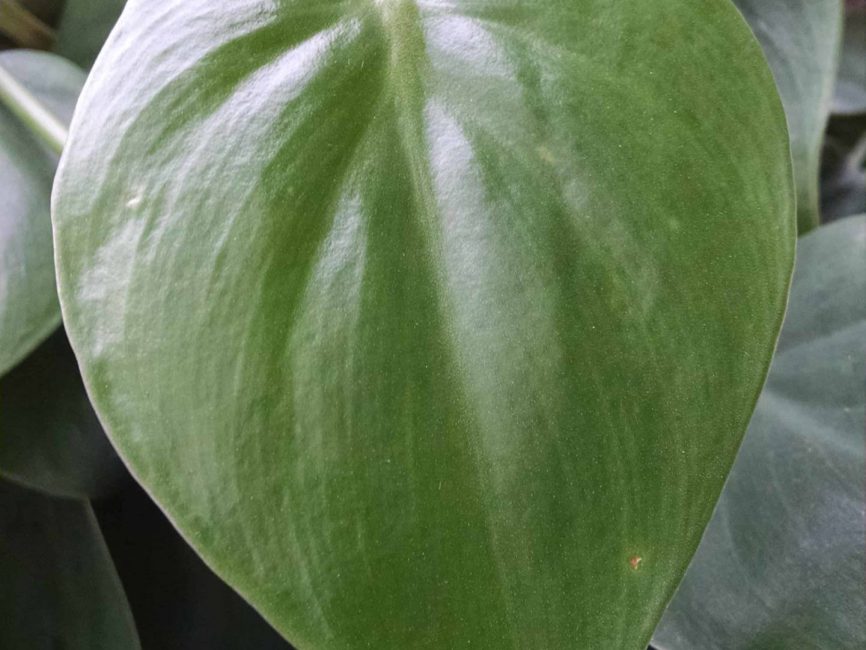 PHILHEAR scaled image
