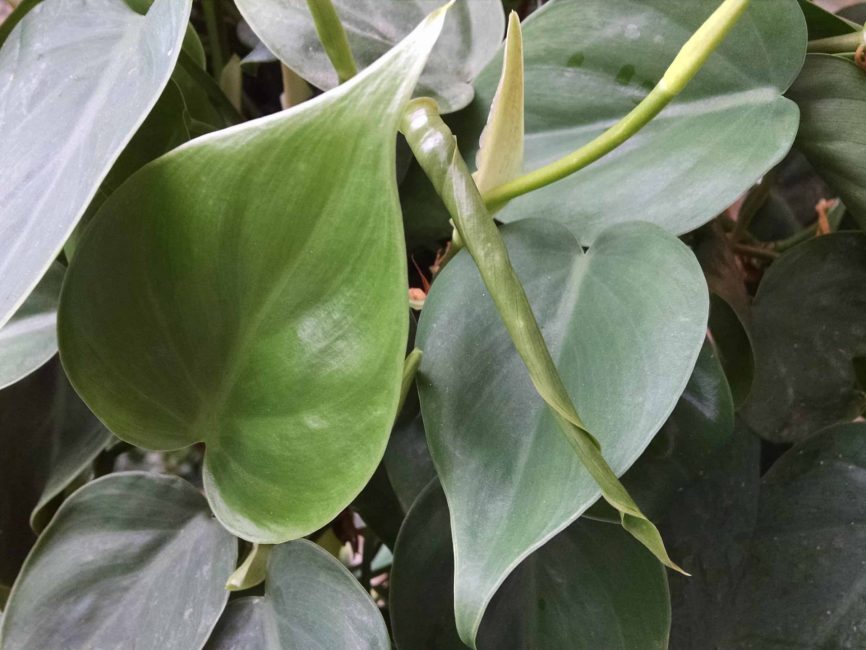 Heartleaf philodendron trailing foliage by Studley Flower Gardens