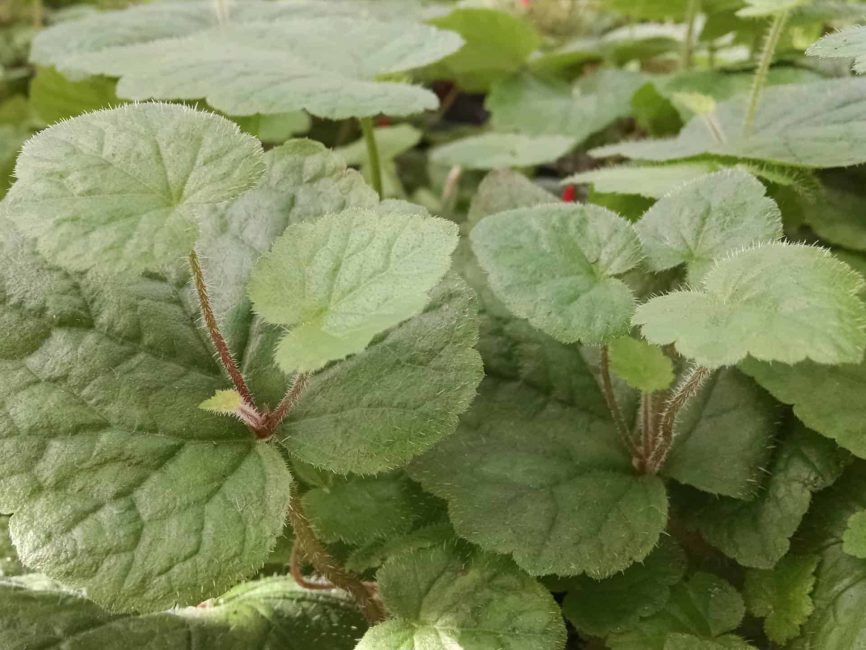 piggyback plant detail image