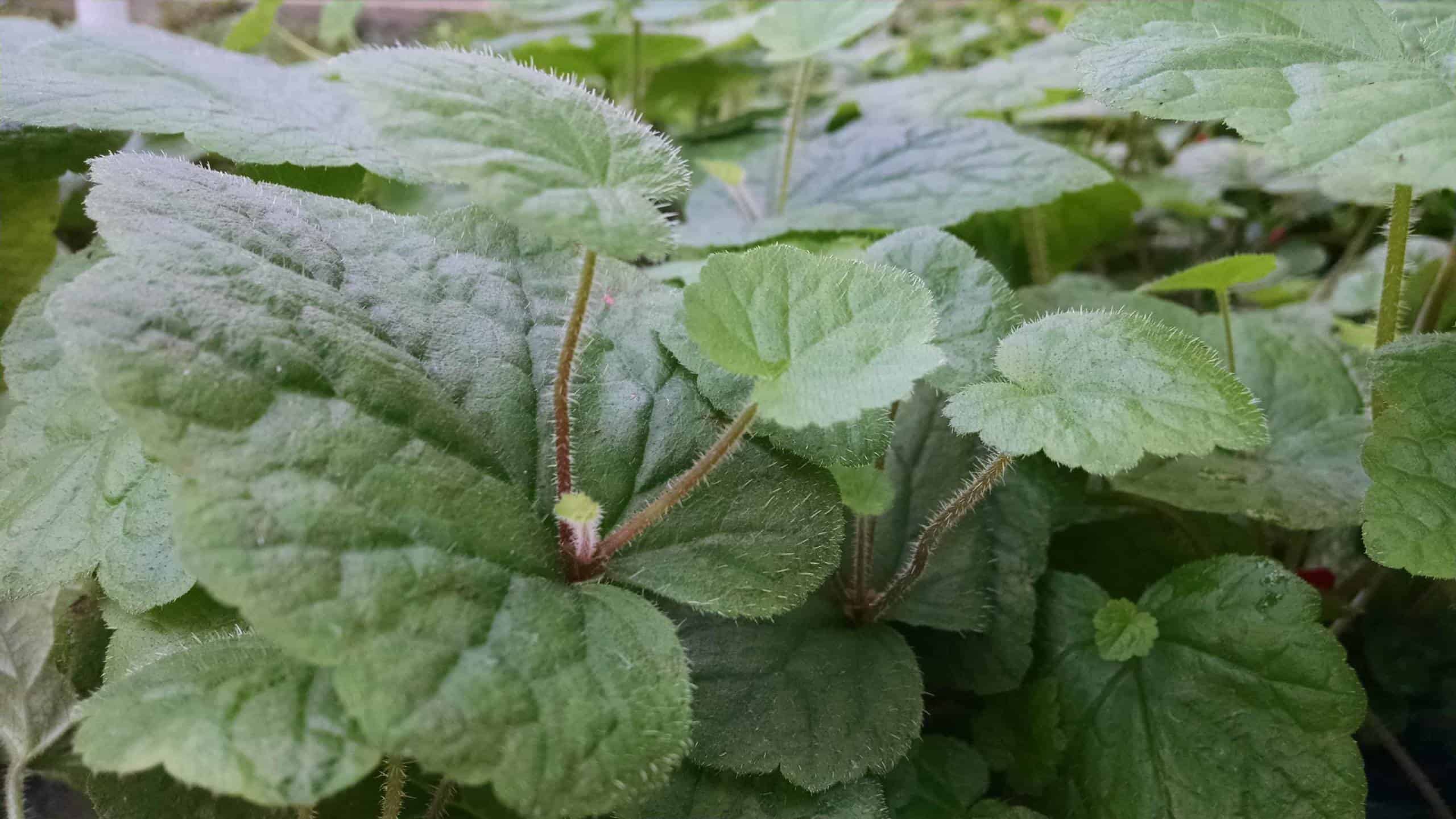 Piggyback Plant - Image 2