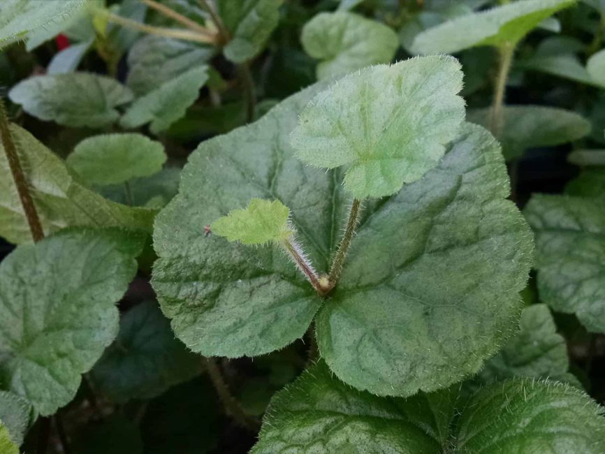Piggyback plant trailing foliage by Studley Flower Gardens