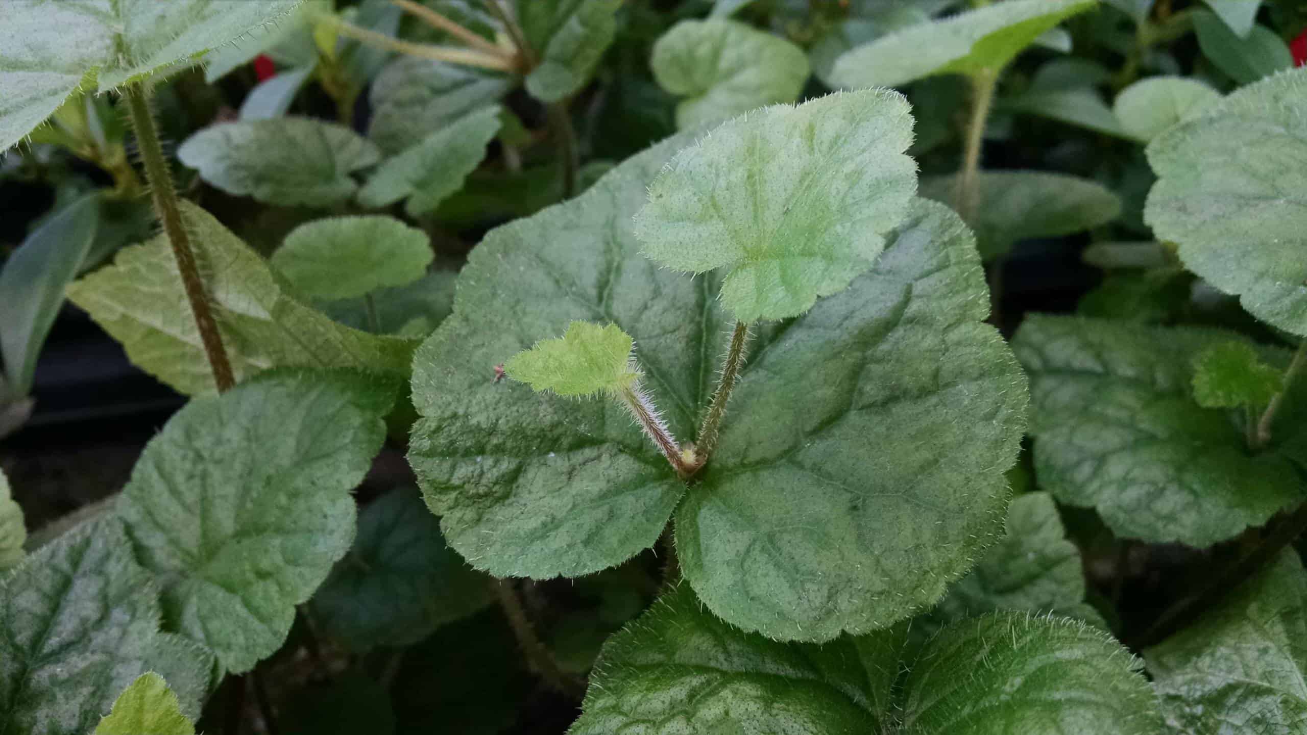 Piggyback Plant - Image 3