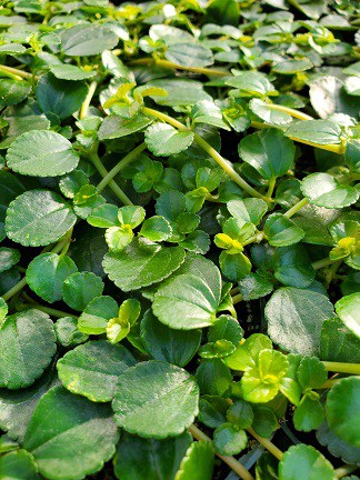 Bronze Charlie - Image 2