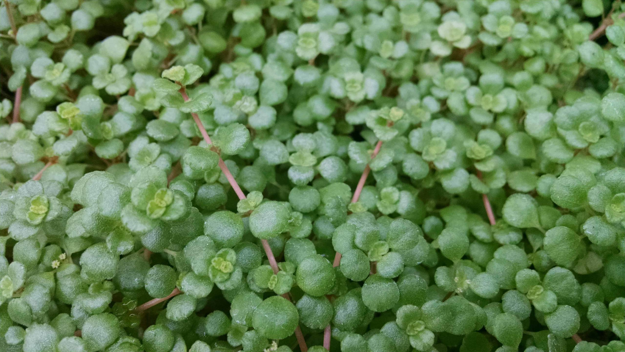 Creeping Charlie - Image 2