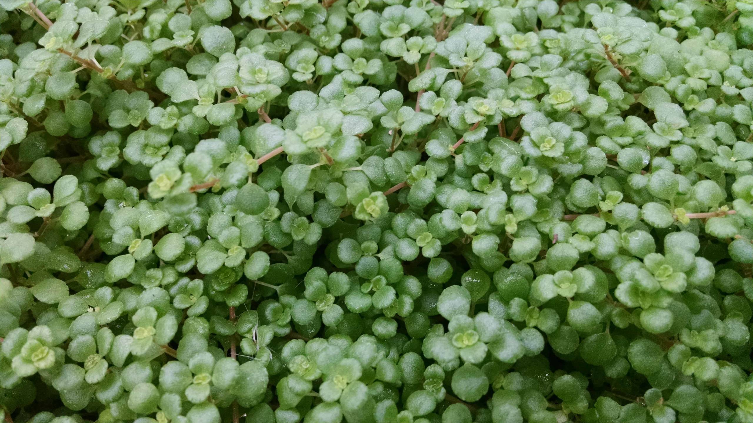 Creeping Charlie - Image 3