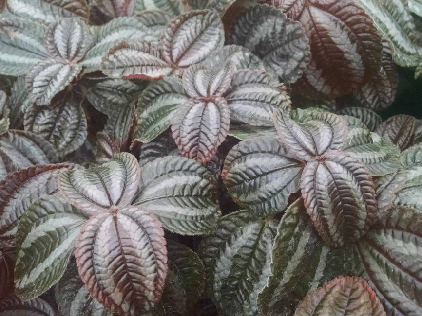 Friendship plant with black and silver oval leaves by Studley Flower Gardens