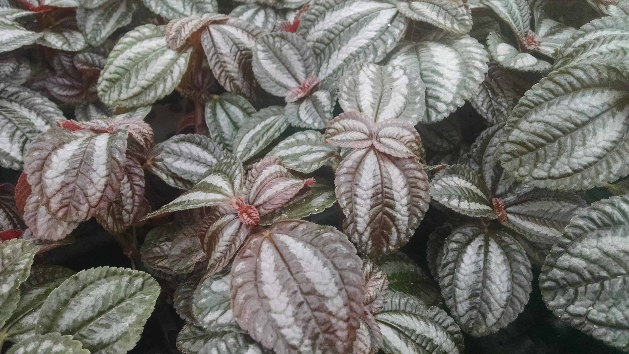 Friendship Plant - Image 2