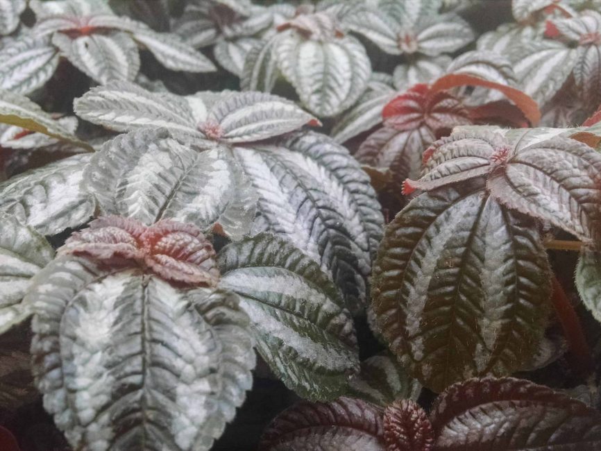 Friendship plant with lush green foliage for windowsill display by Studley Flower Gardens