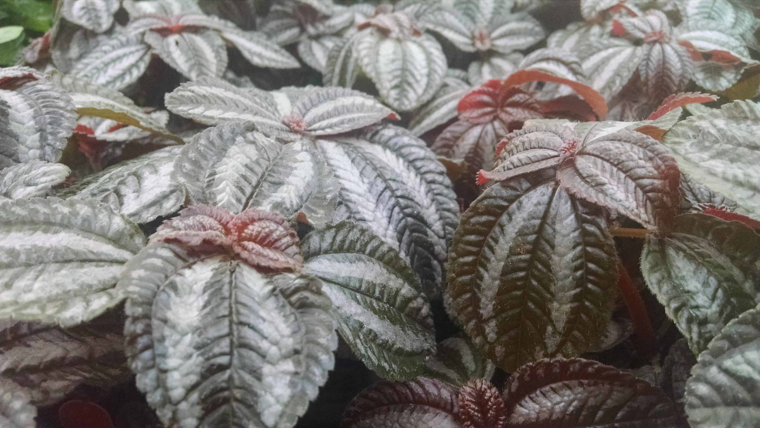 Friendship Plant - Image 3