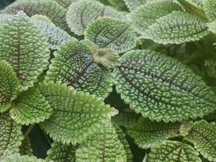 moon valley pilea detail image
