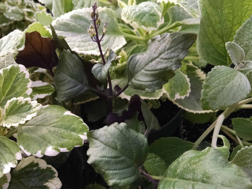 3 plant plectranthus collection detail image