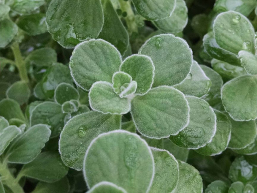 Cuban oregano plant with fuzzy fragrant leaves by Studley Flower Gardens