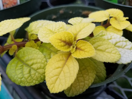 Easy Gold Plectranthus - Image 2