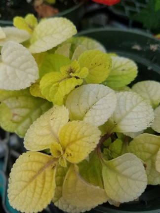 Easy Gold Plectranthus - Image 3