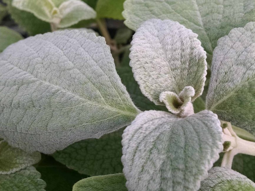 silver shield plectranthus detail image