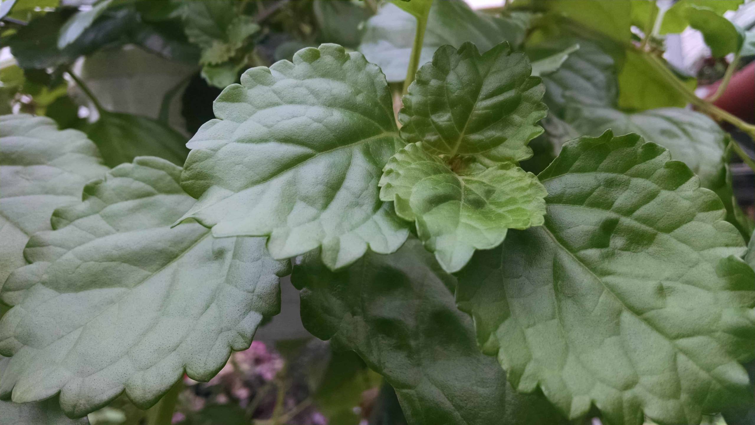 Swedish Ivy - Image 2