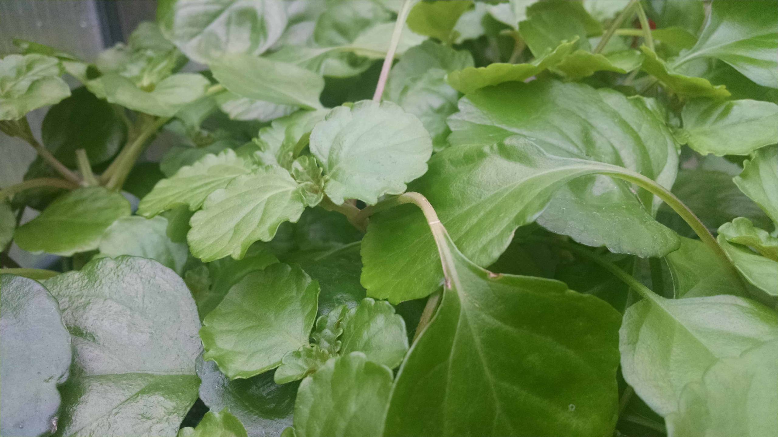 Swedish Ivy - Image 3