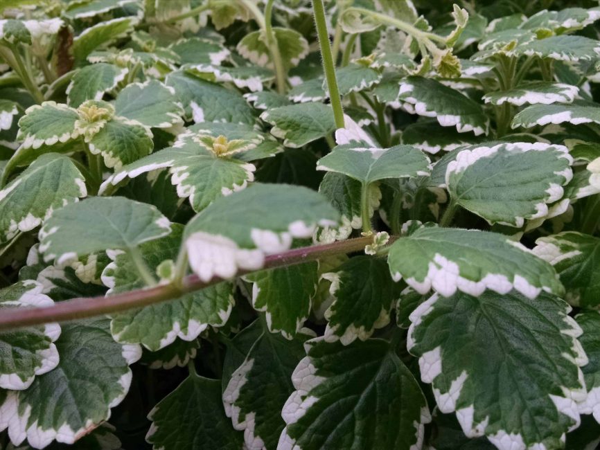 variegated swedish ivy detail image