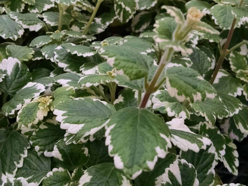 Variegated Swedish Ivy trailing foliage by Studley Flower Gardens