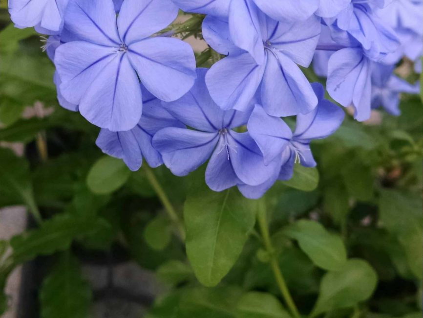 plumbago, leadwort detail image