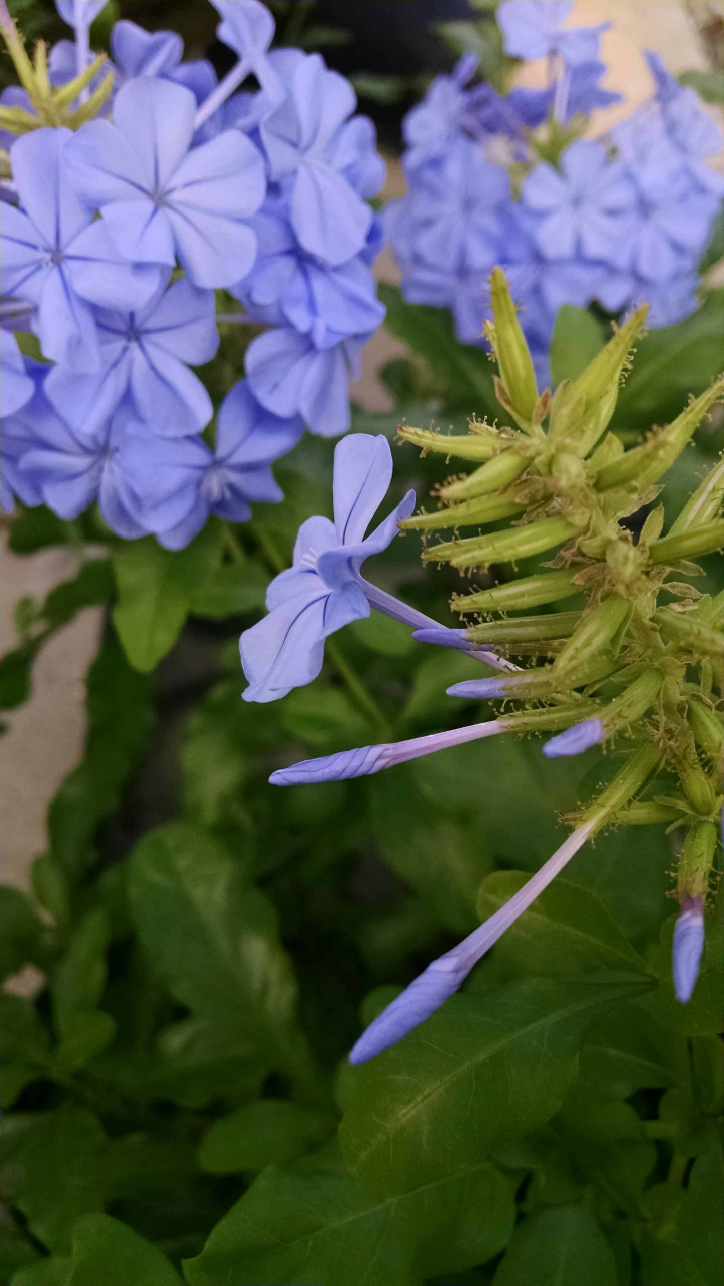 Plumbago, Leadwort - Image 2