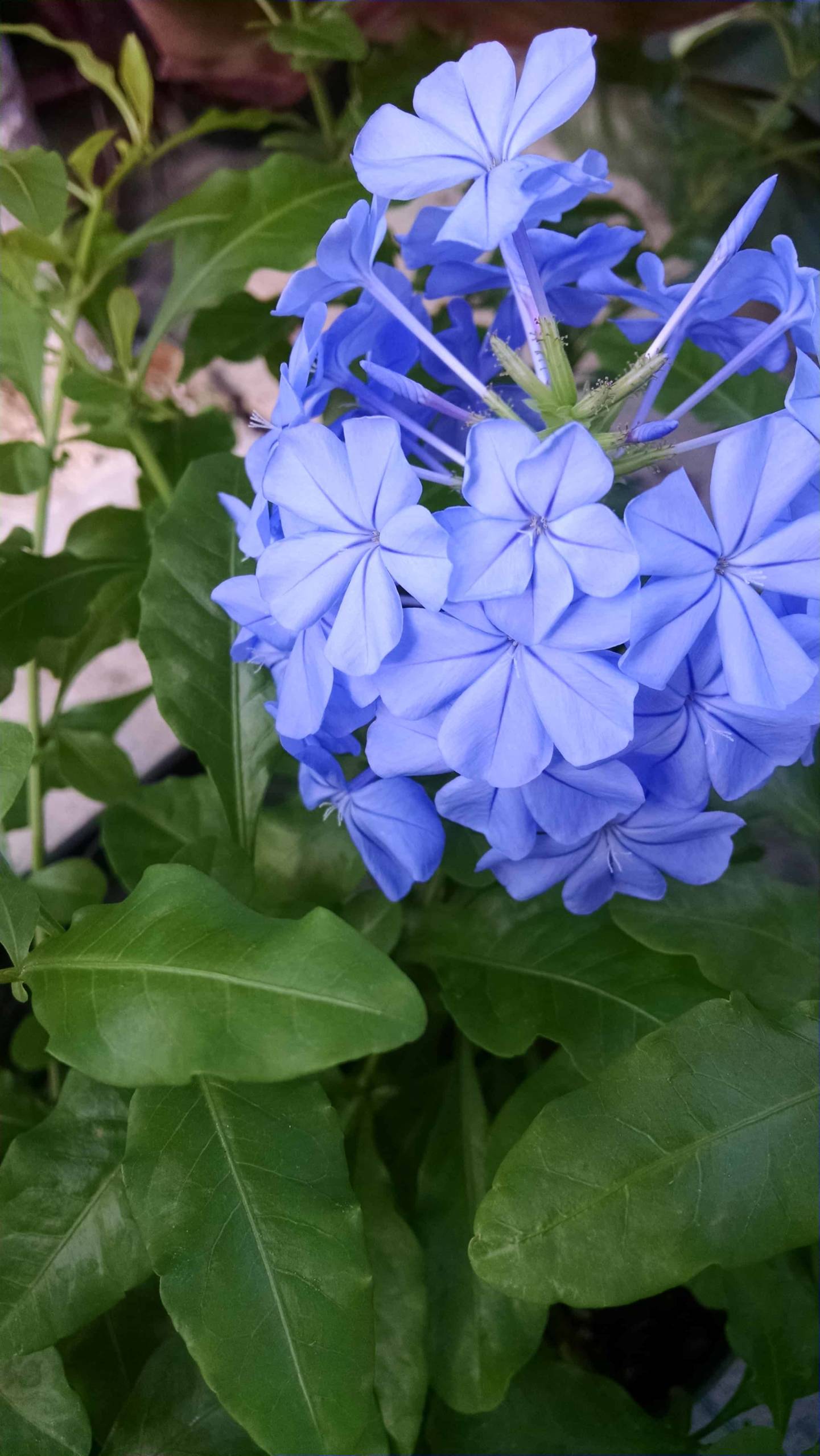 Plumbago, Leadwort - Image 3