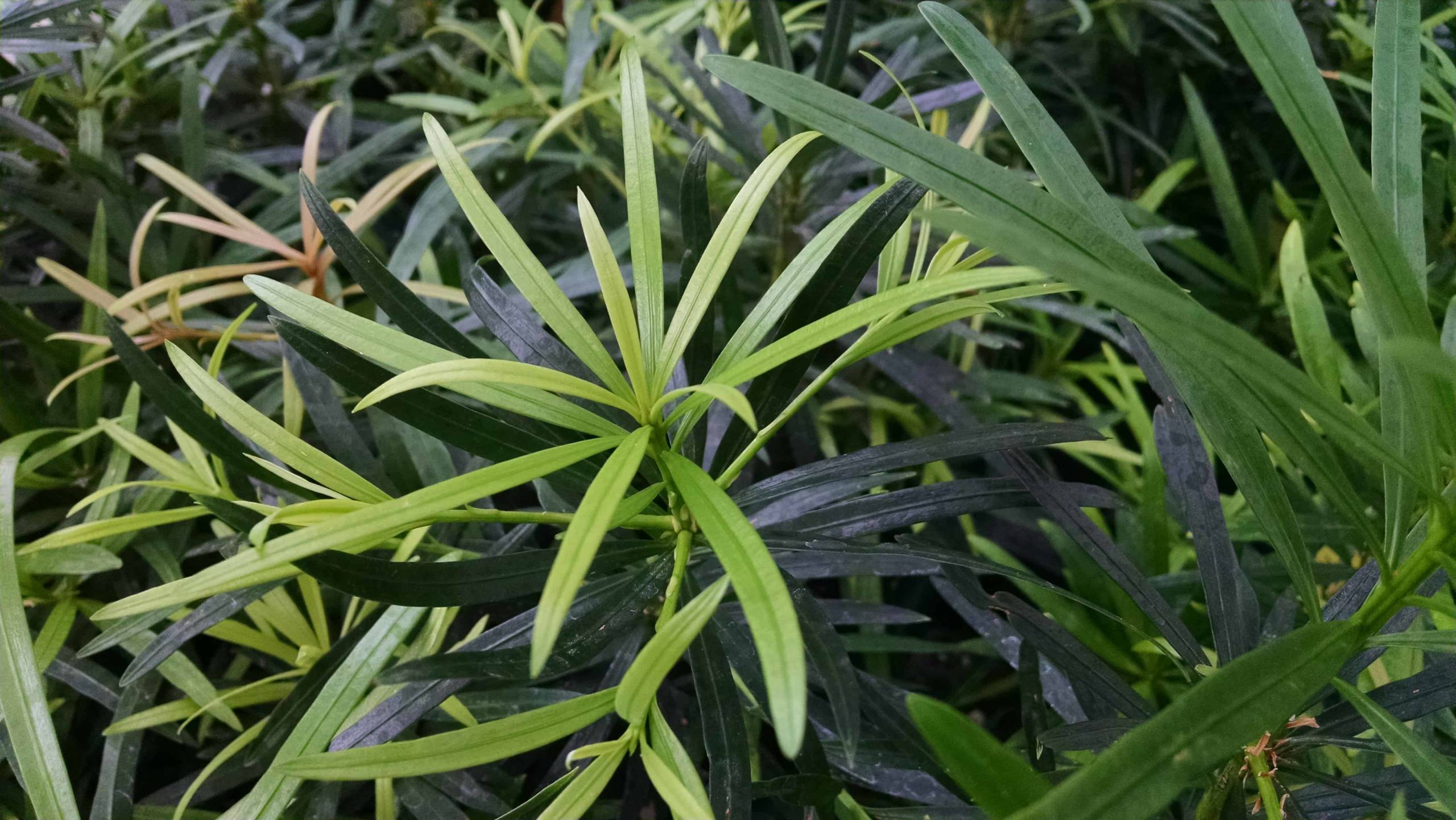 Maki Podocarpus, Shrubby Japanese Yew - Image 2