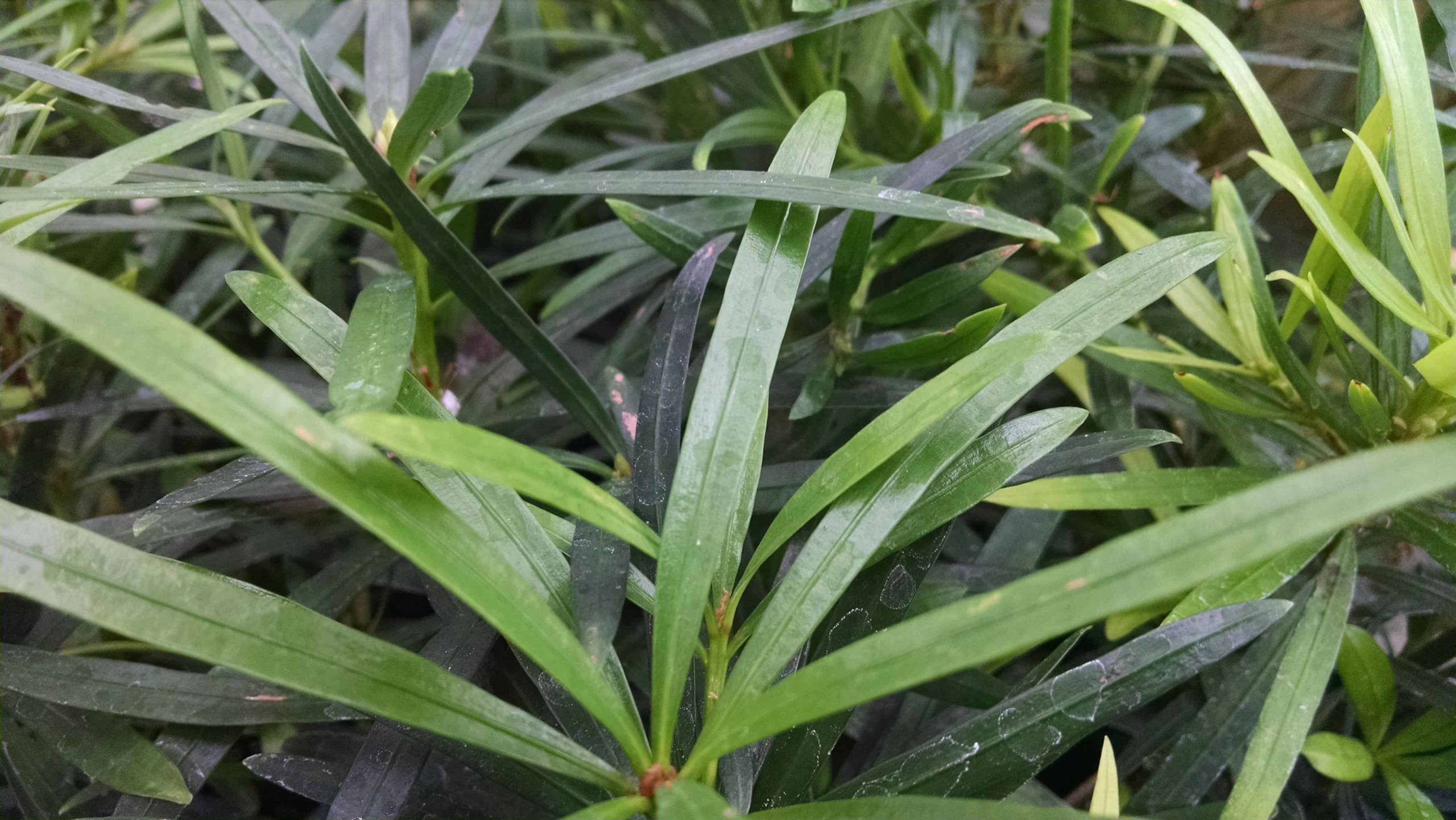 Maki Podocarpus, Shrubby Japanese Yew - Image 3