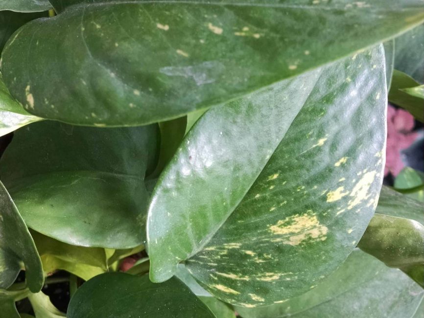golden pothos detail image