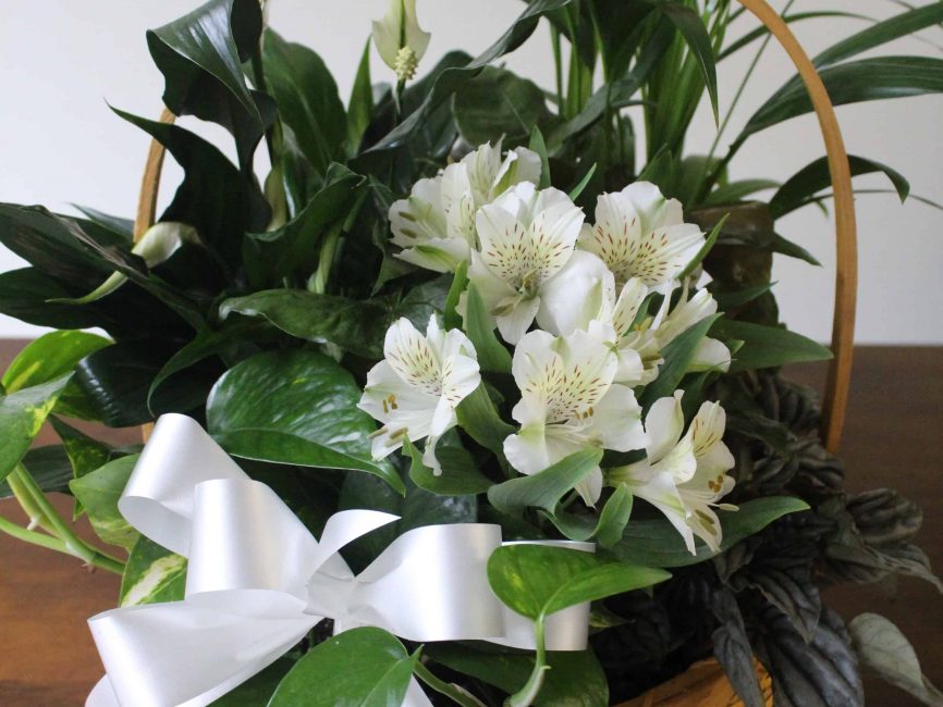 Peace dishgarden in wicker basket with white flowers by Studley Flower Gardens