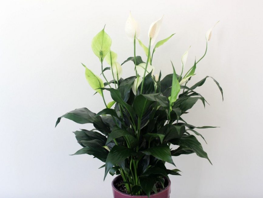 Peace Lily Plant by Studley's