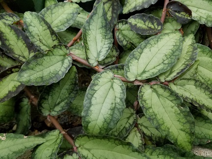 Green Pellionia - Image 2