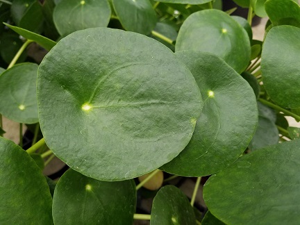 Chinese Money Plant, Pancake Plant - Image 2