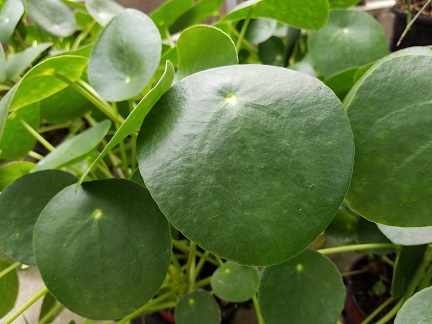 Chinese Money Plant, Pancake Plant - Image 3