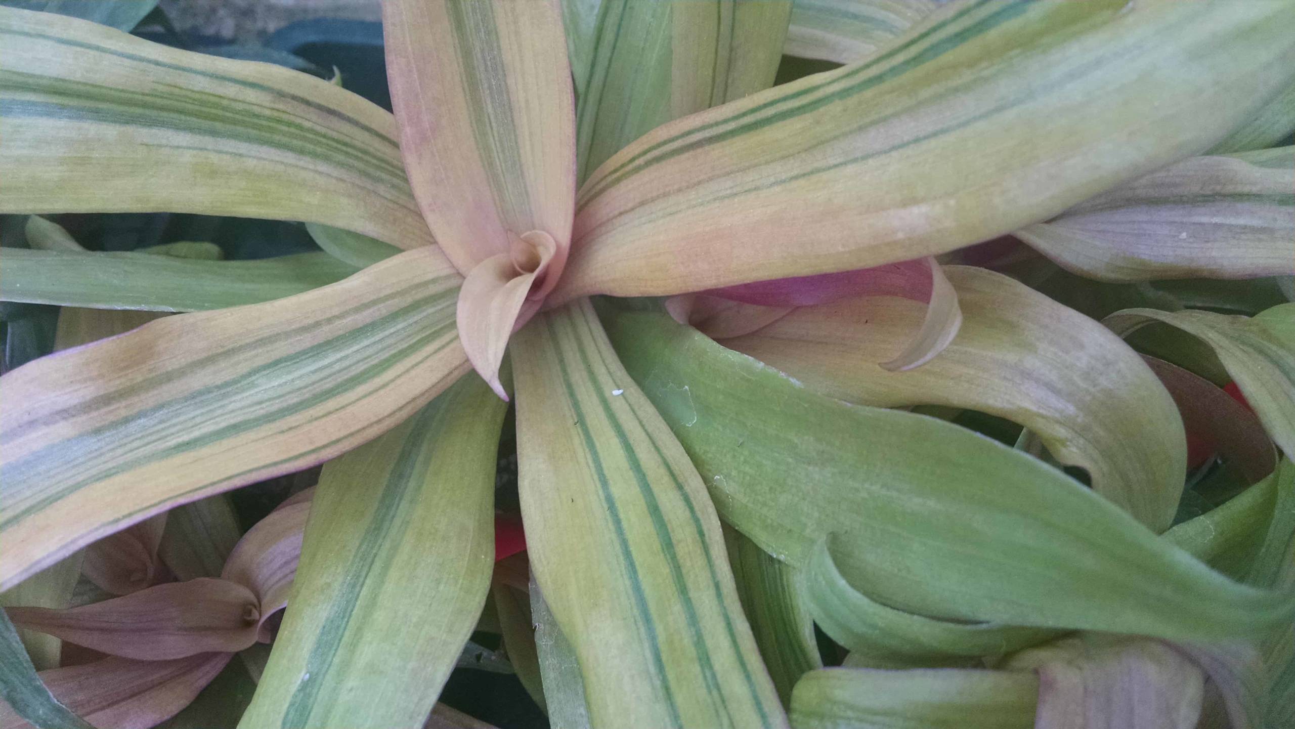 Sitake's Gold Moses In The Cradle - Image 2