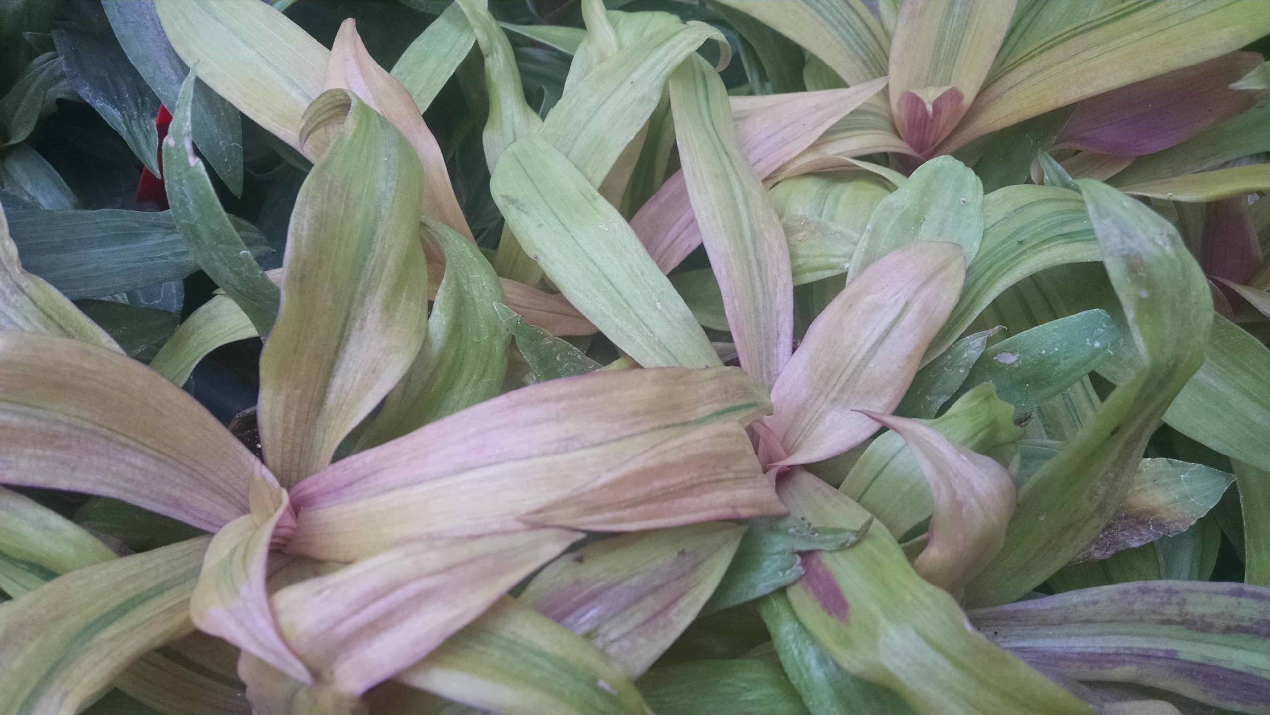 Sitake's Gold Moses In The Cradle - Image 3