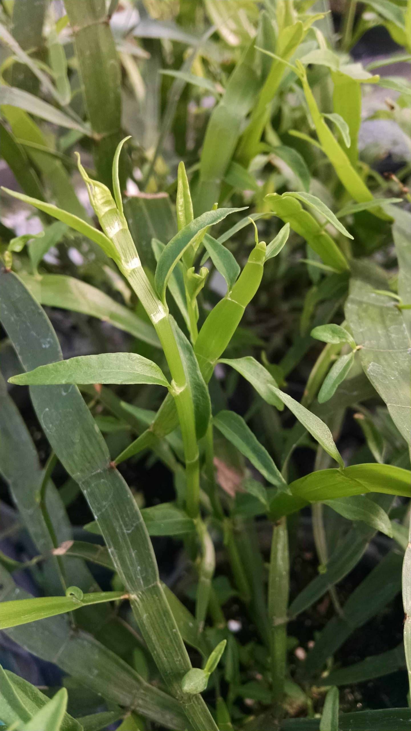 Ribbon Plant, Tapeworm Plan - Image 2