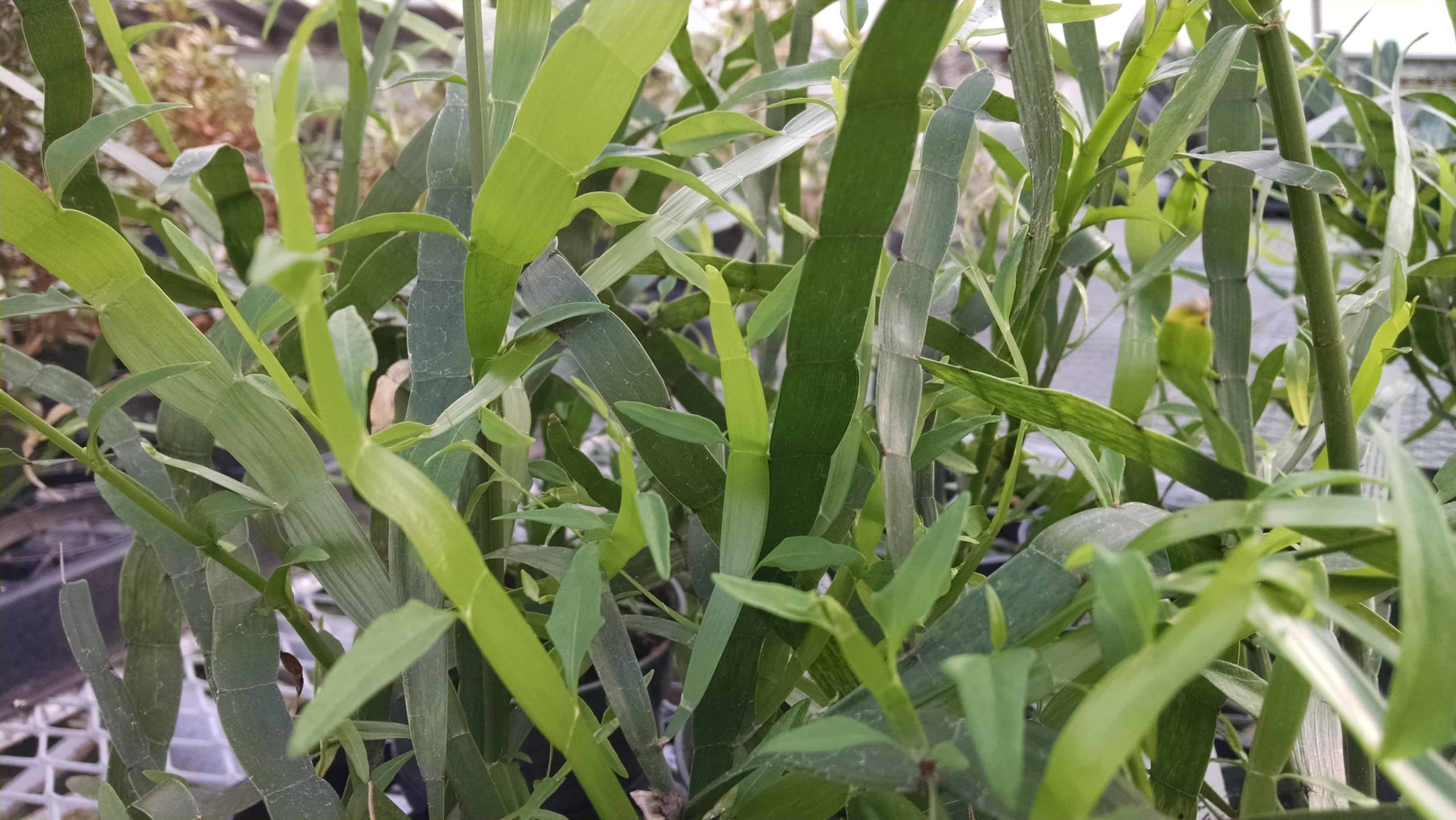 Ribbon Plant, Tapeworm Plan - Image 3