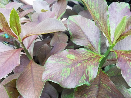 Red Milk Bush - Image 2