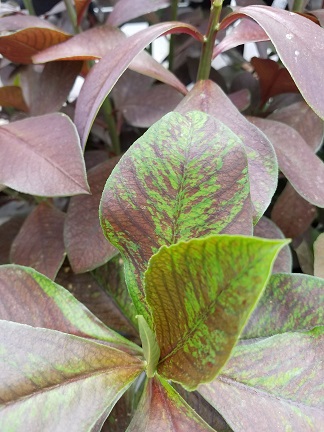 Red Milk Bush - Image 3